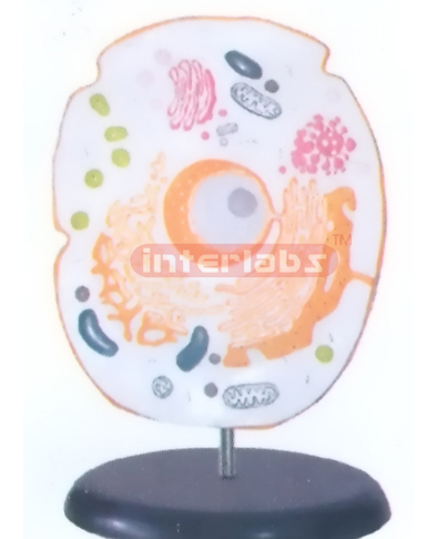 VERTICAL ANIMAL CELL MODEL